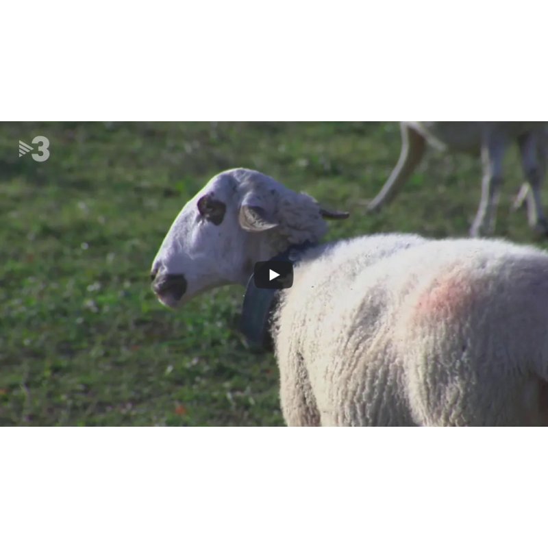 Video. Localizador GPS para ganaderías en TV3