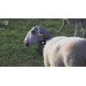 Video. Localizador GPS para ganaderías en TV3