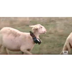 Video Localizador gps para Ovejas, cabras, ovejas, vacas y caballos.