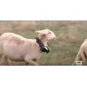 Video Localizador gps para Ovejas, cabras, ovejas, vacas y caballos.