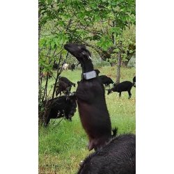 Localizador GPS con posición en tiempo real para vacas, caballos, ovejas, burros, cabras