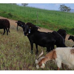 Localizador gps para ganado sin contrato para caballos, vacas, ovejas, cabras, burros y otros tipos de ganado